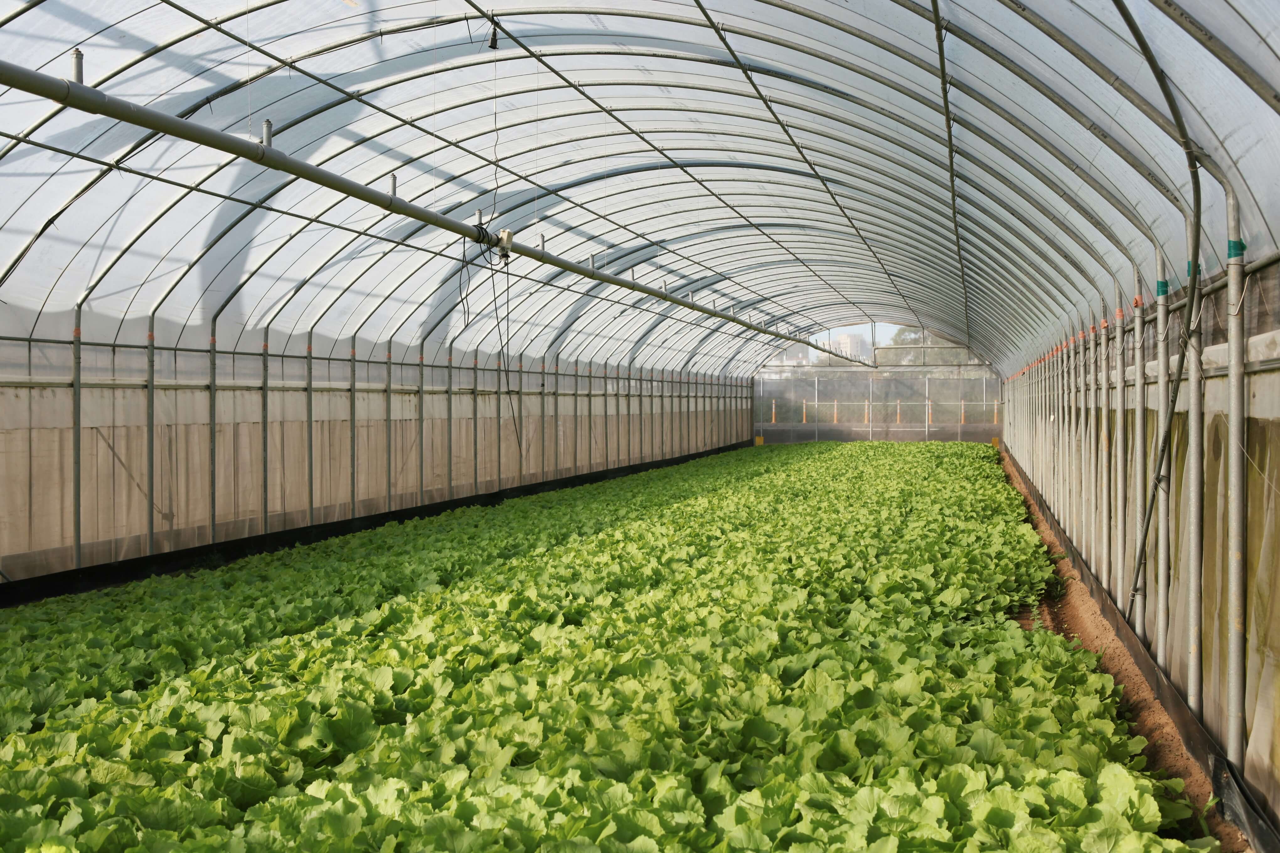 Greenhouse